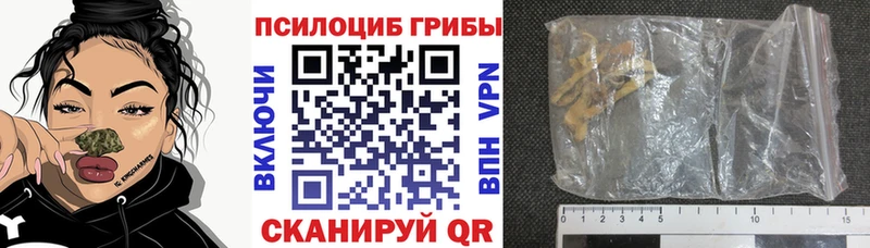 Купить закладки  Городовиковск  Галлюциногенные грибы Psilocybe 